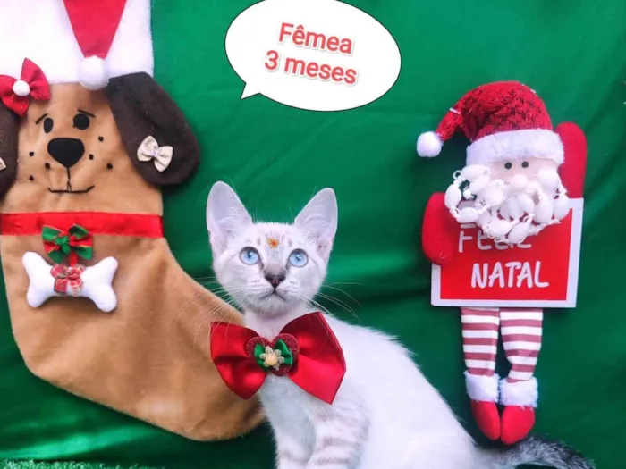 Gato ra a SRD-ViraLata idade 2 a 6 meses nome Tigrada