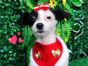 Cachorro raça SRD-ViraLata idade 2 a 6 meses nome Lolita