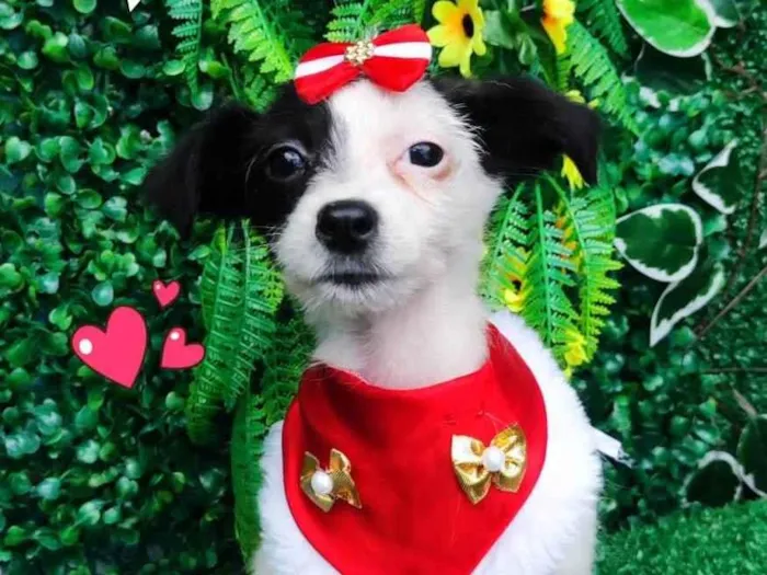 Cachorro ra a SRD-ViraLata idade 2 a 6 meses nome Lolita