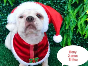 Cachorro raça Shitzu idade 2 anos nome Bony