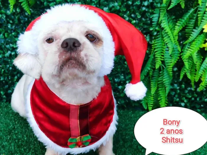 Cachorro ra a Shitzu idade 2 anos nome Bony