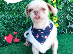 Cachorro raça Shitzu idade 2 a 6 meses nome Bilu