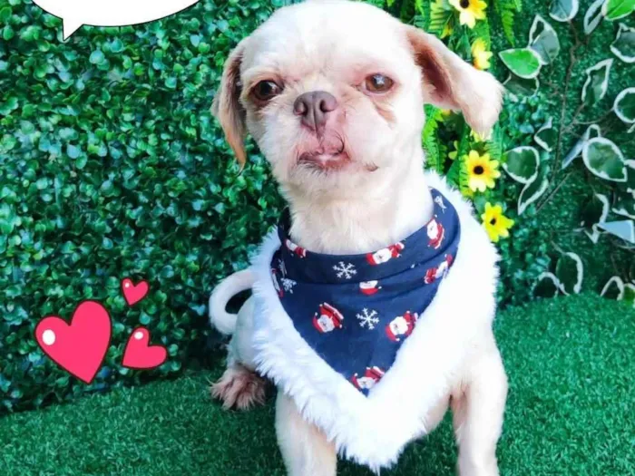 Cachorro ra a Shitzu idade 2 a 6 meses nome Bilu