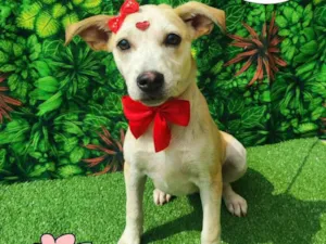 Cachorro raça SRD-ViraLata idade 2 a 6 meses nome Luisa