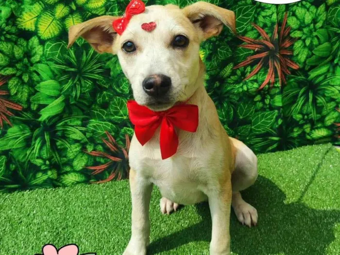 Cachorro ra a SRD-ViraLata idade 2 a 6 meses nome Luisa