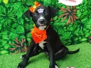 Cachorro raça SRD-ViraLata idade 2 a 6 meses nome Penélope 
