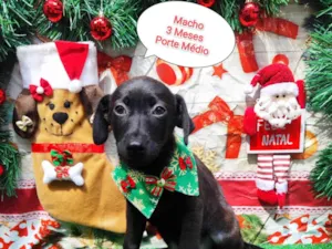 Cachorro raça SRD-ViraLata idade 2 a 6 meses nome Yuri