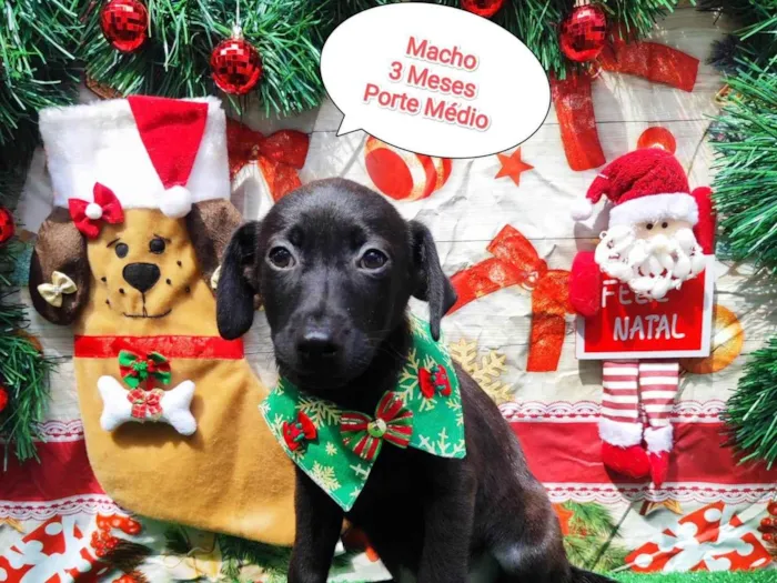Cachorro ra a SRD-ViraLata idade 2 a 6 meses nome Yuri