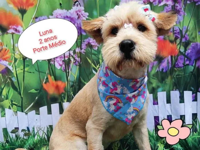 Cachorro ra a SRD-ViraLata idade 2 anos nome Luna