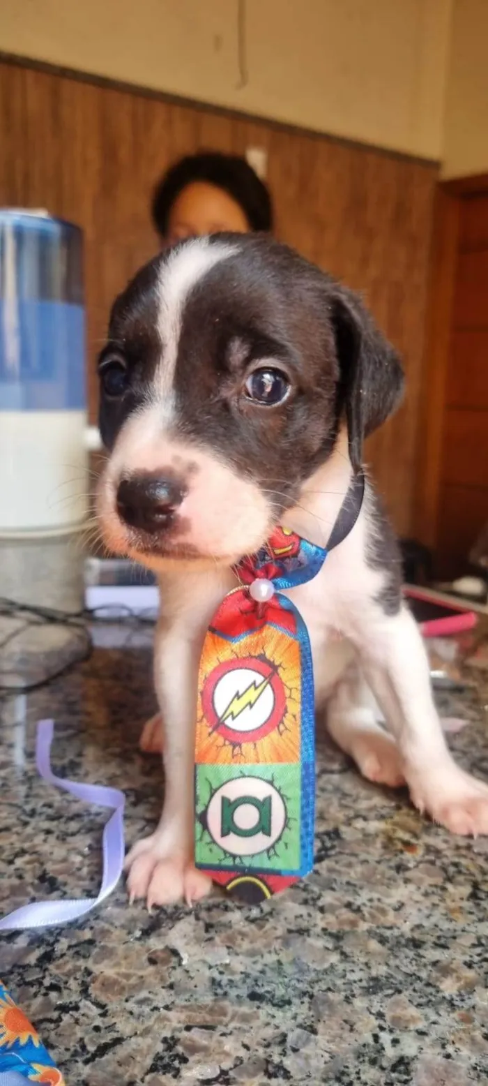 Cachorro ra a sem raça idade Abaixo de 2 meses nome sem nome