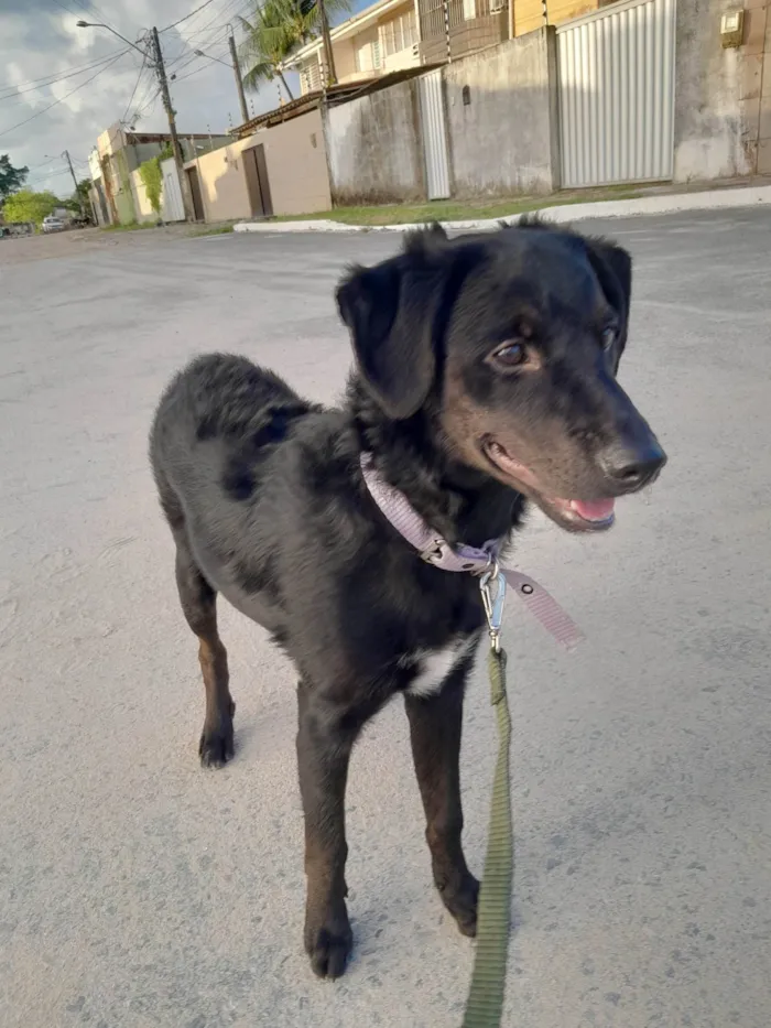 Cachorro ra a Poodle/Schnauzer idade 2 a 6 meses nome Docinho 