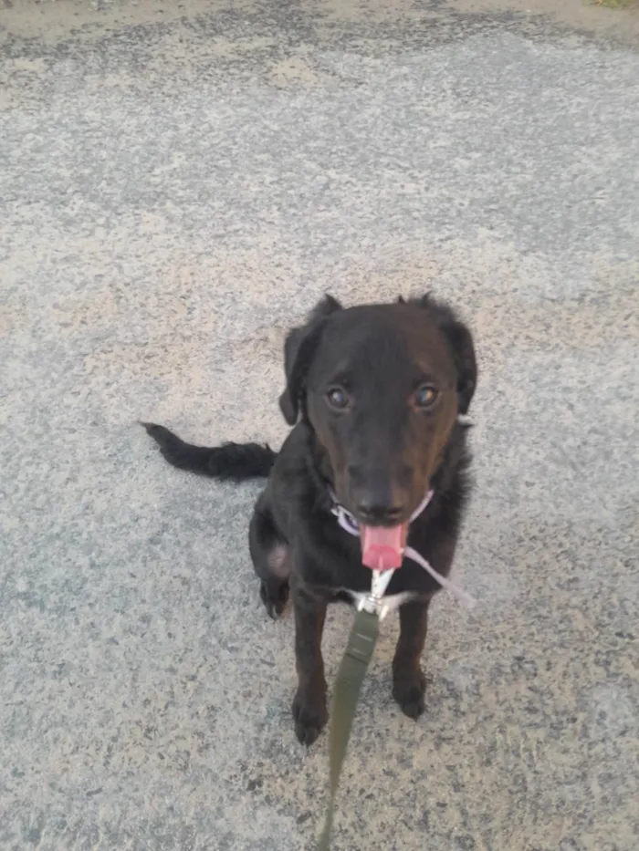 Cachorro ra a Poodle/Schnauzer idade 2 a 6 meses nome Docinho 