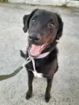 Docinho 