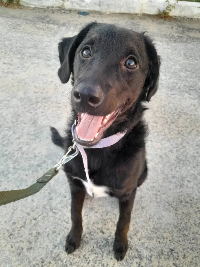 Cachorro ra a Poodle/Schnauzer idade 2 a 6 meses nome Docinho 
