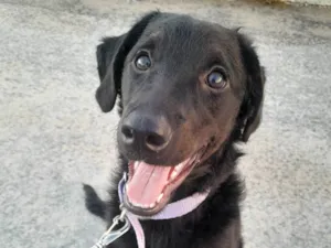 Cachorro raça Poodle/Schnauzer idade 2 a 6 meses nome Docinho 