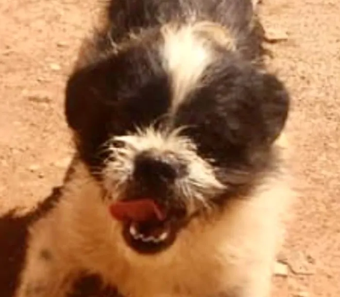Cachorro ra a Shitzu  idade 1 ano nome Nick
