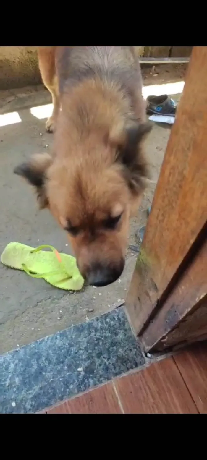 Cachorro ra a SRD-ViraLata idade 2 anos nome Lupitta