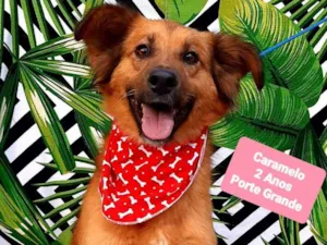 Cachorro raça SRD-ViraLata idade 2 anos nome Caramelo