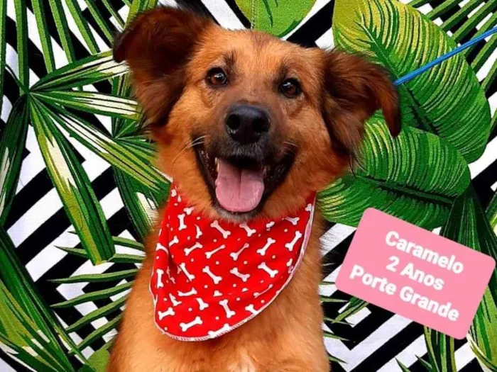 Cachorro ra a SRD-ViraLata idade 2 anos nome Caramelo