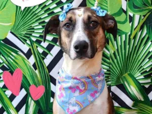 Cachorro raça SRD-ViraLata idade 1 ano nome Mel 1 ano