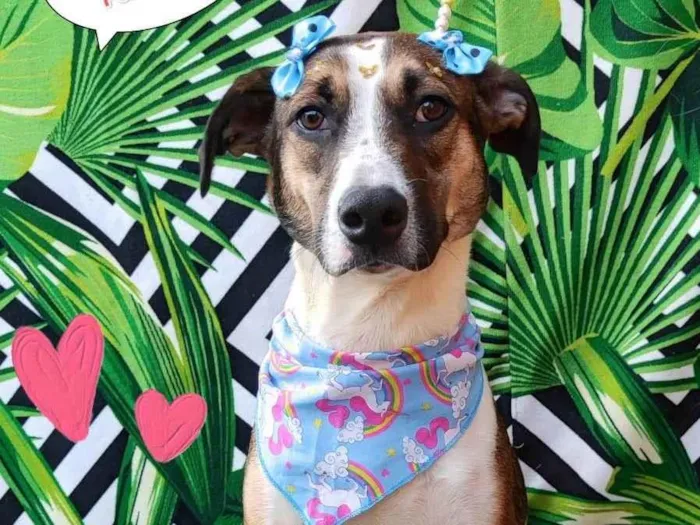 Cachorro ra a SRD-ViraLata idade 1 ano nome Mel 1 ano
