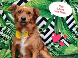Cachorro raça SRD-ViraLata idade 2 anos nome Nick