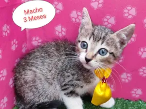 Gato raça SRD-ViraLata idade 2 a 6 meses nome Tobias 