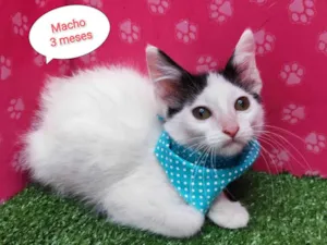 Gato raça  idade 2 a 6 meses nome Ruan