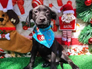 Cachorro raça SRD-ViraLata idade 2 a 6 meses nome Bento