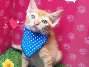 Gato raça SRD-ViraLata idade 2 a 6 meses nome Tigre