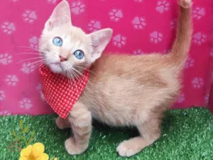 Gato raça SRD-ViraLata idade 2 a 6 meses nome Noah