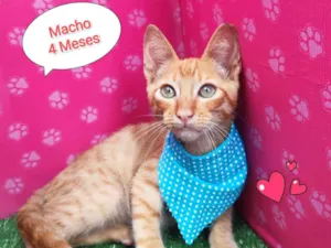 Gato raça SRD-ViraLata idade 2 a 6 meses nome Henri