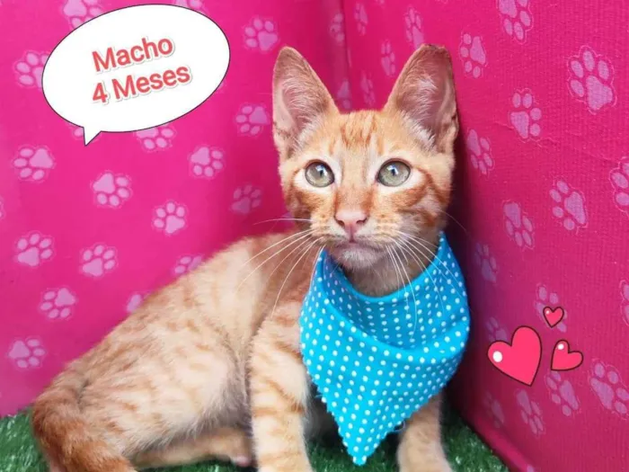 Gato ra a SRD-ViraLata idade 2 a 6 meses nome Henri