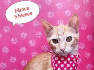Gato raça  idade 2 a 6 meses nome Linda