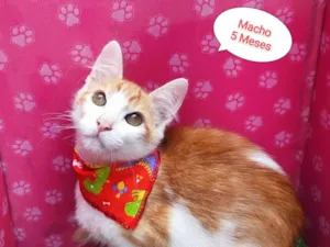 Gato raça SRD-ViraLata idade 2 a 6 meses nome Gui
