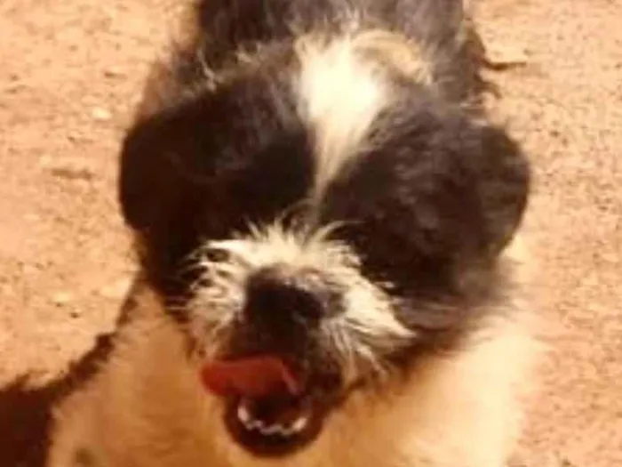 Cachorro ra a Shitzu  idade 1 ano nome Nick