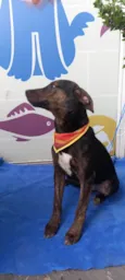 Rajado