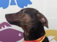 Rajado