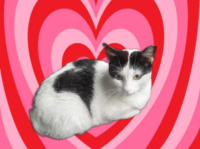 Gato ra a SRD-ViraLata idade 7 a 11 meses nome Oreo bb10meses lindo e um amor 