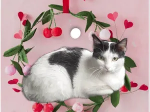 Gato raça SRD-ViraLata idade 7 a 11 meses nome Oreo bb10meses lindo e um amor 