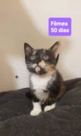 Filhotes Eliana