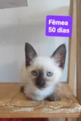 Filhotes Eliana