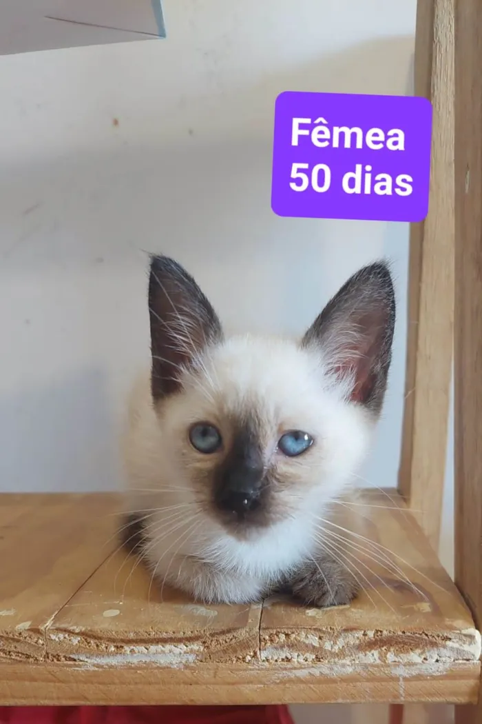 Gato ra a  idade 2 a 6 meses nome Filhotes Eliana