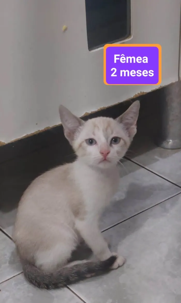 Gato ra a  idade 2 a 6 meses nome Filhotes Eliana