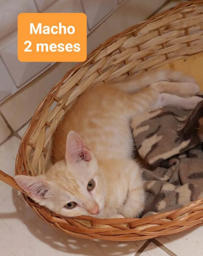 Gato ra a  idade 2 a 6 meses nome Filhotes Eliana