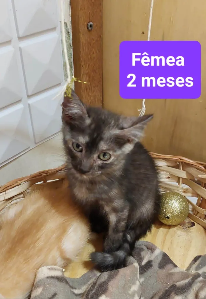 Gato ra a  idade 2 a 6 meses nome Filhotes Eliana