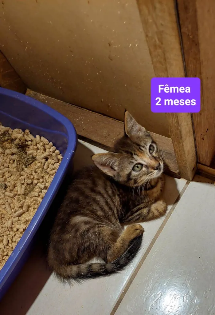 Gato ra a  idade 2 a 6 meses nome Filhotes Eliana