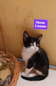 Filhotes Eliana
