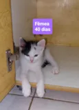 Filhotes Eliana