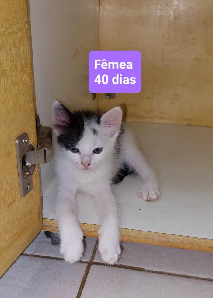 Gato ra a  idade 2 a 6 meses nome Filhotes Eliana